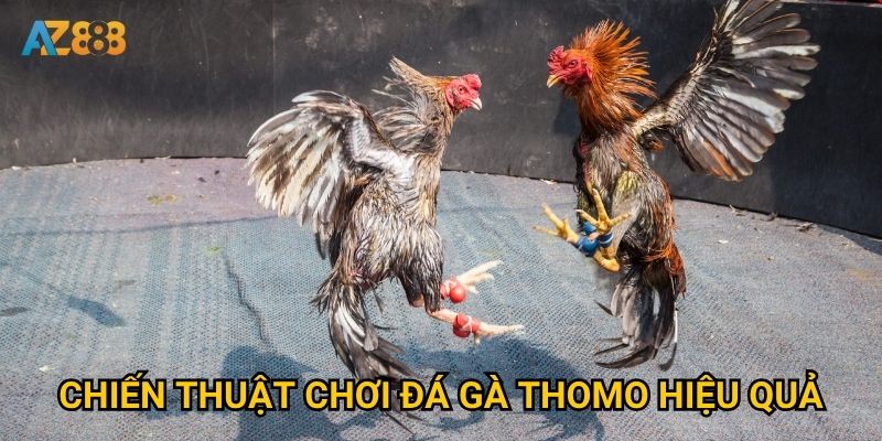Chiến thuật chơi đá gà thomo hiệu quả