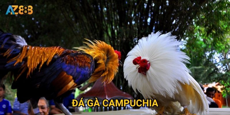 Điều gì làm nên sức hấp dẫn của đá gà campuchia trên Az888?