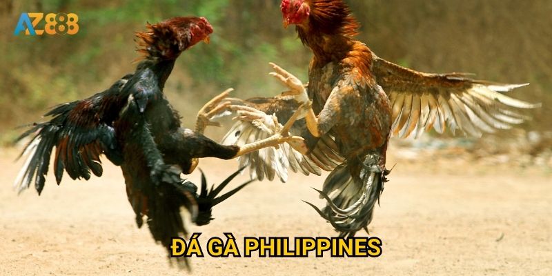 Có gì đặc biệt về đá gà philippines mà Az888 được yêu thích?