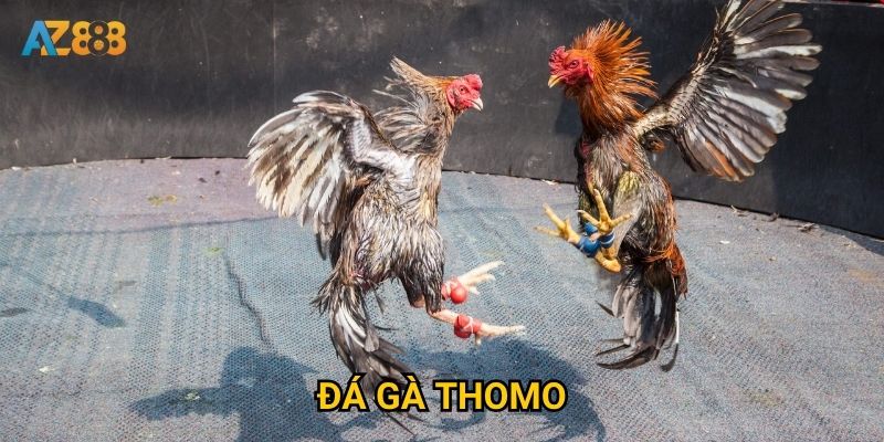 Tại sao đá gà thomo tại Az888 lại thu hút đông đảo người chơi?