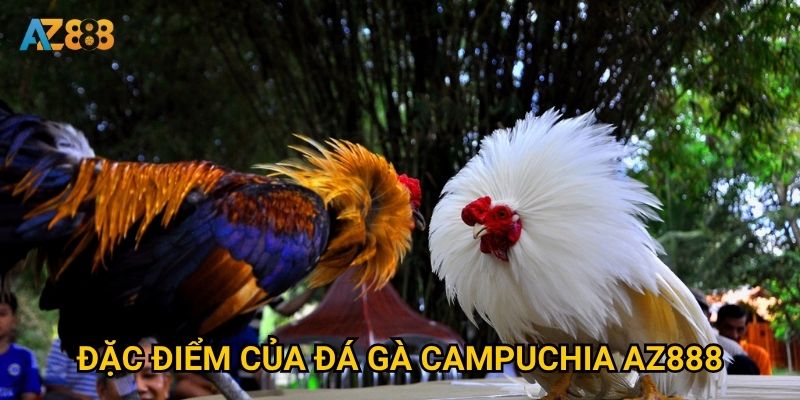 Đặc điểm của đá gà campuchia Az888