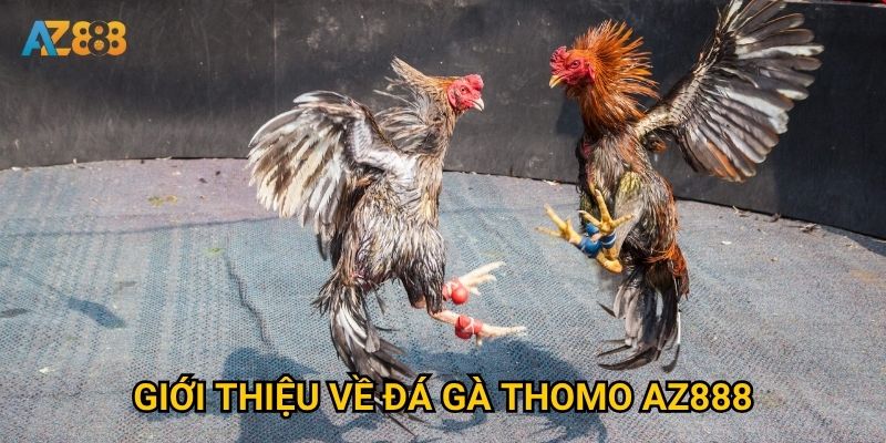 Giới thiệu về đá gà thomo Az888