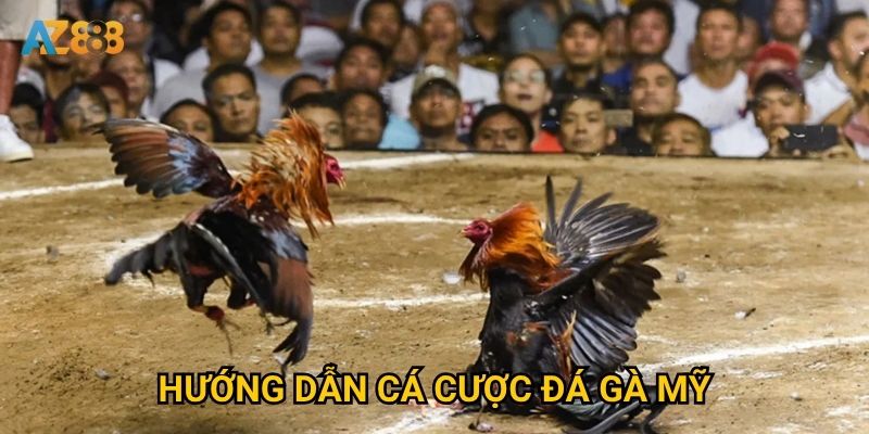 Hướng dẫn cá cược đá gà mỹ