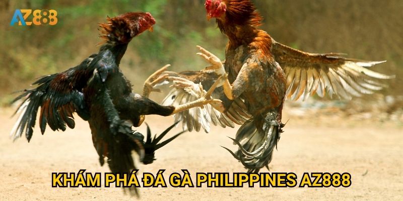 Khám phá đá gà philippines Az888